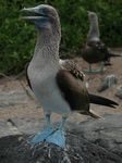 Galapagos (Mar 2009) - Day 06 - 372
